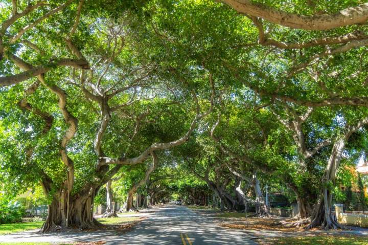 Terrassement et nivellement d'allées carrossables ou piétonnes